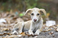 Un chiot errant amaigri allongé sur le sol