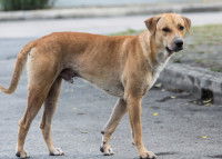 Un chien errant marche dans la rue