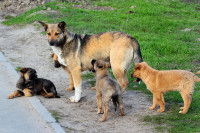 Une chienne errante avec ses chiots