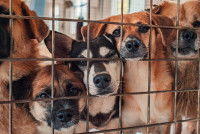 Des chiens errants dans une cage à la fourrière