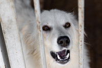 Un chien errant blanc à la fourrière