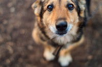 Un chien errant à l'air triste