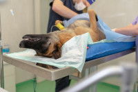 Un chien endormi en train d'être stérilisé par un vétérinaire