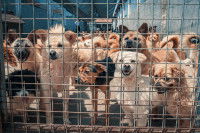 Un grand nombre de chiens errants attendent à la fourrière