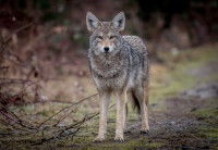 Un coyote debout dans une forêt