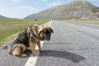 Un chien abandonné triste sur le bord d'une route de montagne