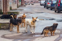Un groupe de chiens dans une rue