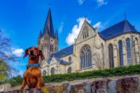 Un chien devant une église