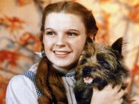 Toto porté par Dorothy dans le film « Le Magicien d’Oz »