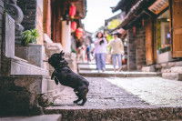 Un Bulldog dans une rue en Chine