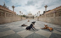 Plusieurs chiens allongés sur du carrelage en Inde