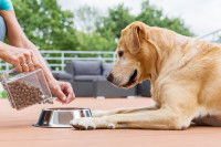 Un chien allongé devant sa gamelle attendant des croquettes