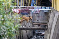 Un chien traversant un pont surplombant un petit canal