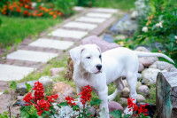 Un chien blanc dans un jardin