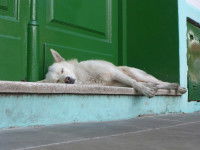 Un chien blanc allongé devant une porte