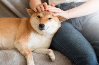 Un Shiba Inu allongé en train de se faire caresser