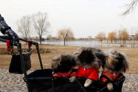 Trois petits chiens dans une poussette