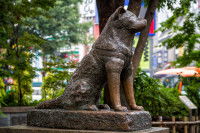 La statue de Hachiko à Shibuya (Tokyo)