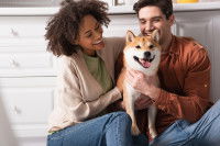 Un jeune couple enlaçant un Shiba Inu