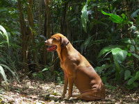 Un chien assis dans la jungle