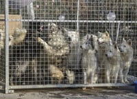 Un groupe de chiens dans un chenil