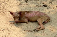 Un chien abandonné maigre et allongé sur du sable
