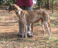 Un Caravan Hound vu de côté