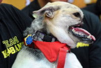 Kabang, le célèbre chien des Philippines au visage accidenté