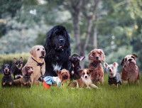 Une dizaine de chiens de diverses races