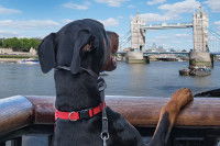 Un Dobermann de dos en train de regarder le Tower Bridge, à Londres (Royaume-Uni)
