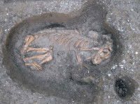 Un squelette de chien enterré trouvé à Cagayan (nord des Philippines)