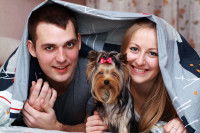 Un couple de jeunes Russes en train de poser avec leur Yorkshire Terrier dans leur lit et sous leur drap