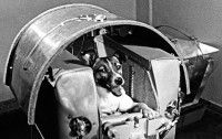Photo de Laïka, le premier chien envoyé dans l'espace