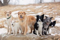 Un groupe de chiens posant sur un rocher dans la nature