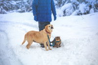 Un homme se promenant dans la neige avec son chat et son chien