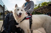 Un homme utilisant un fauteuil roulant électrique, avec son chien d'assistance à ses côtés