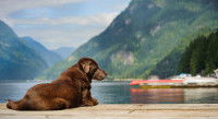 Un Labrador Retriever couché sur un quai, au bord d'un lac de montagne