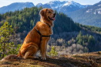 Un Golden Retriever assis près d'une falaise avec un magnifique paysage de montagnes canadiennes en arrière-plan