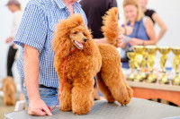 Un Caniche sur une table de toilettage lors d'une exposition canine