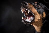 Un Rottweiler ayant la rage