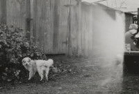 Photo en noir et blanc d'un Chien de Laine Salish