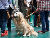 Des chiens tenus en laisse durant un événement
