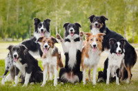 Pour obtenir le pedigree :