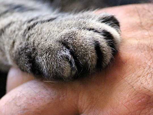 Devenir Comportementaliste Pour Chats Et Chiens Formations