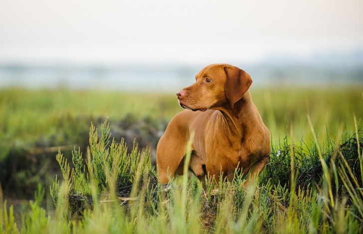 Un chien Vizsla dans un jardin