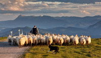 Un berger et son chien conduisent les moutons dans la montagne