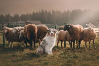 Un chien de berger au milieu des moutons