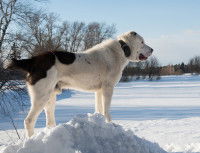 Le Chien de Berger d'Asie Centrale