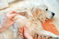 Un homme enlève les poils morts de son chien