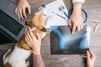 Les progrès de la médecine profitent aussi aux chiens